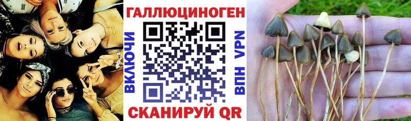 где продают   Вельск  KRAKEN   Псилоцибиновые грибы Magic Shrooms 